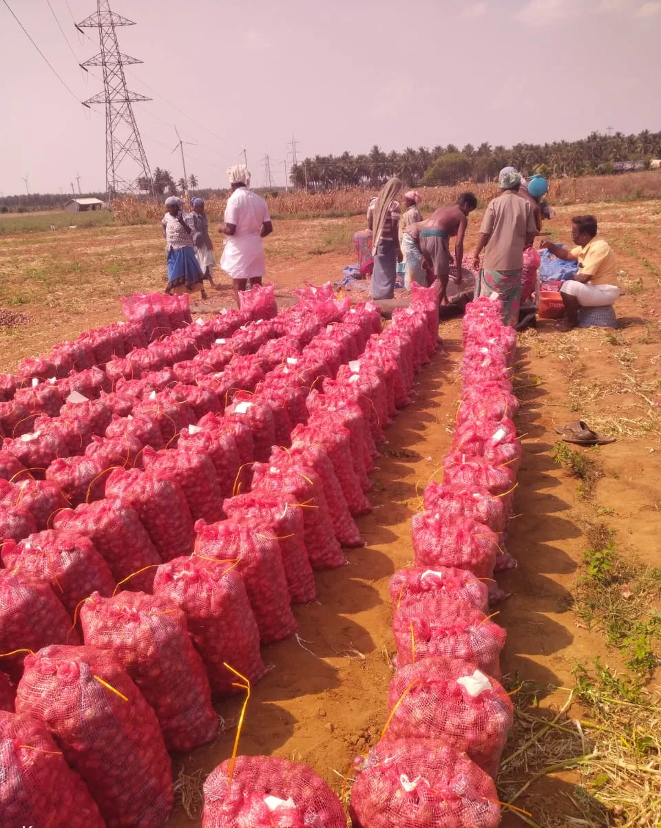 Farm team filling and lining up red mesh bags of small onions in the field