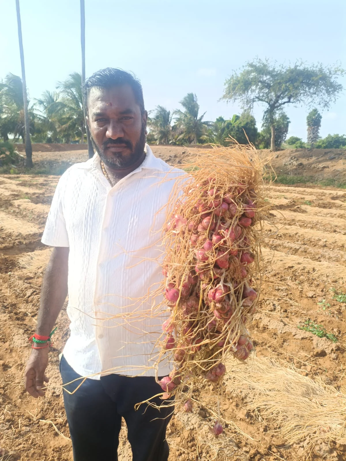 Mr. K. Sathish Kumar holding a freshly harvested small onion bunch in the field