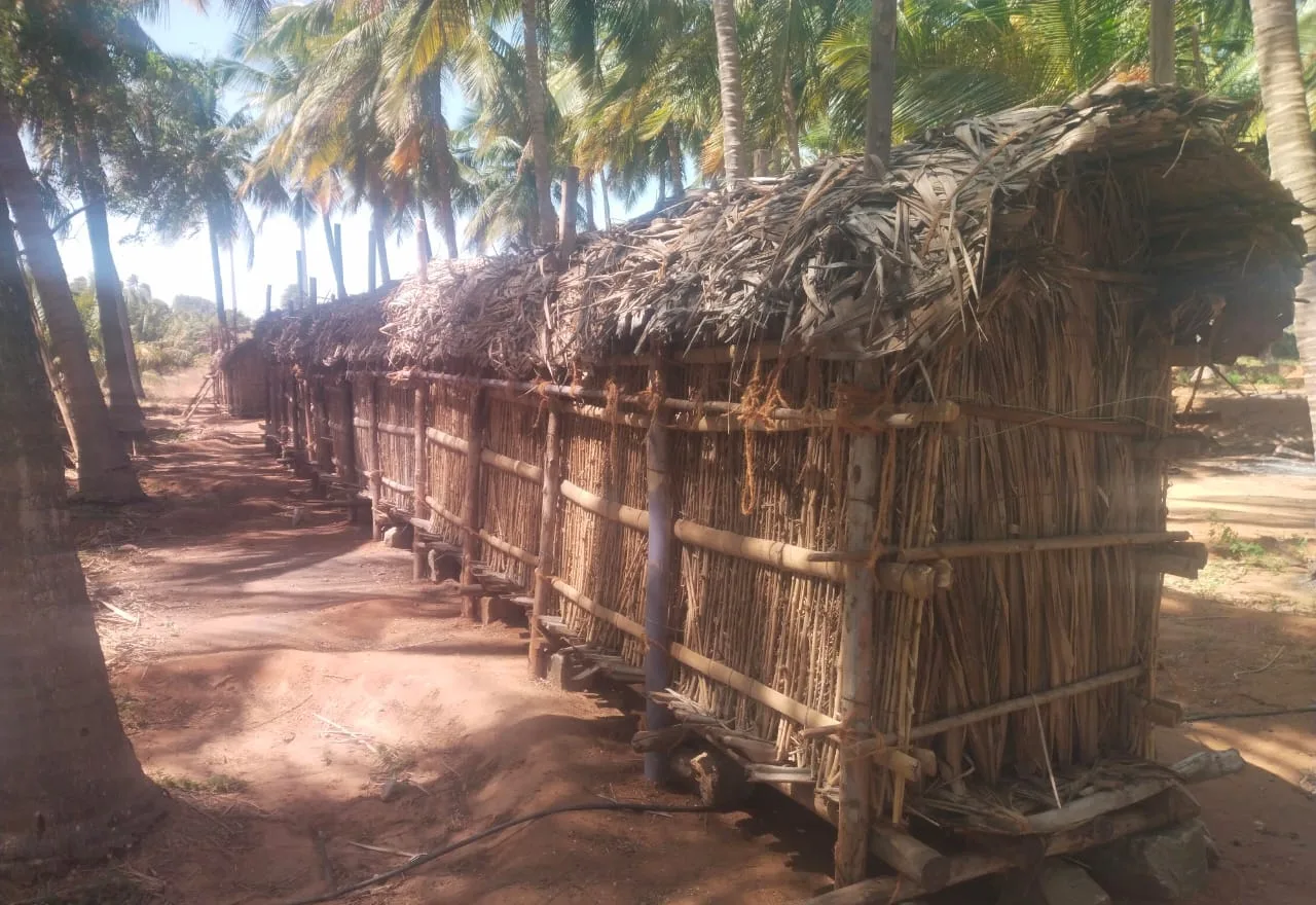 The supplied traditional thatched onion stock storage location under coconut palms