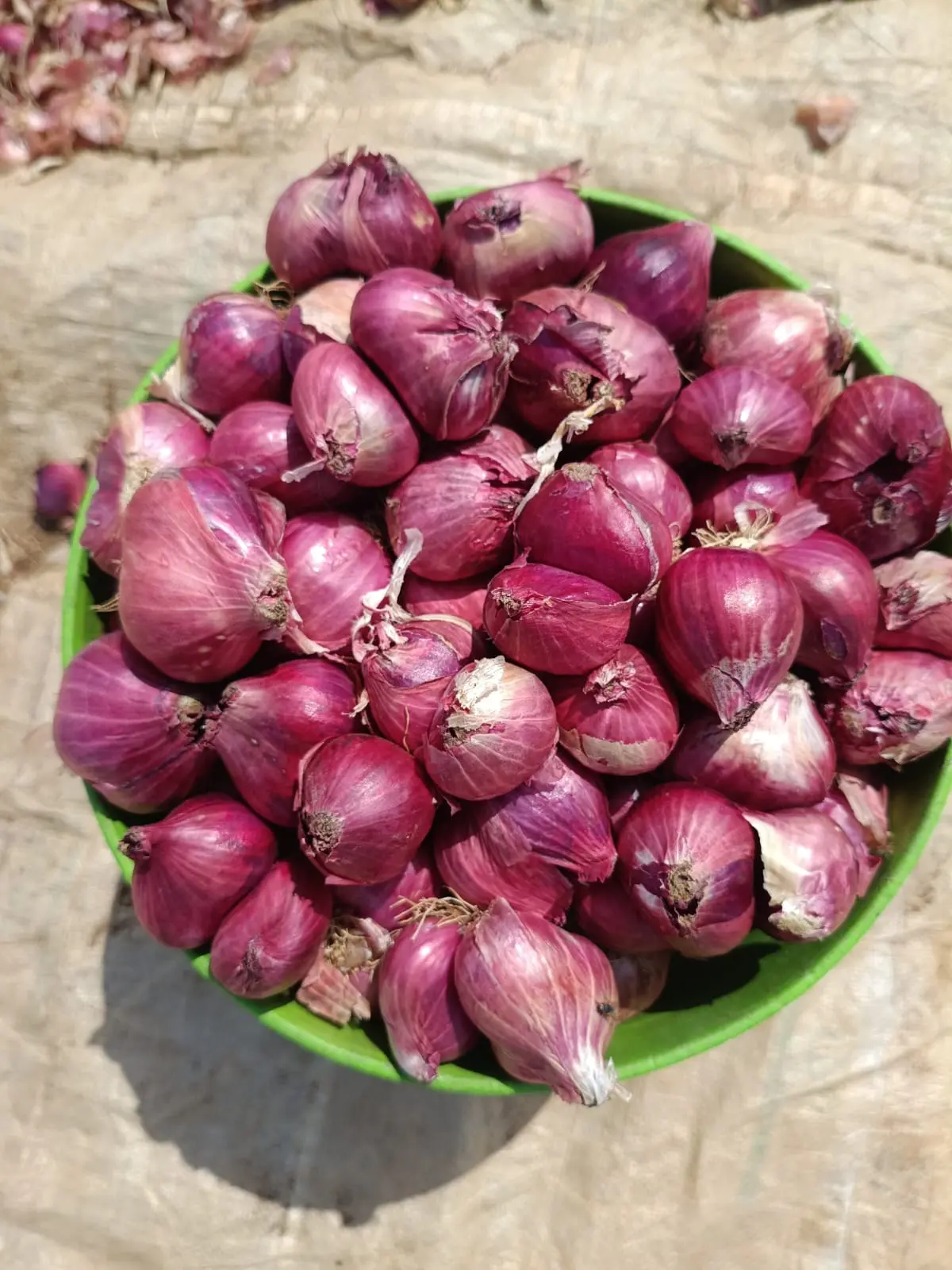 Indian pink shallots gathered in a basket