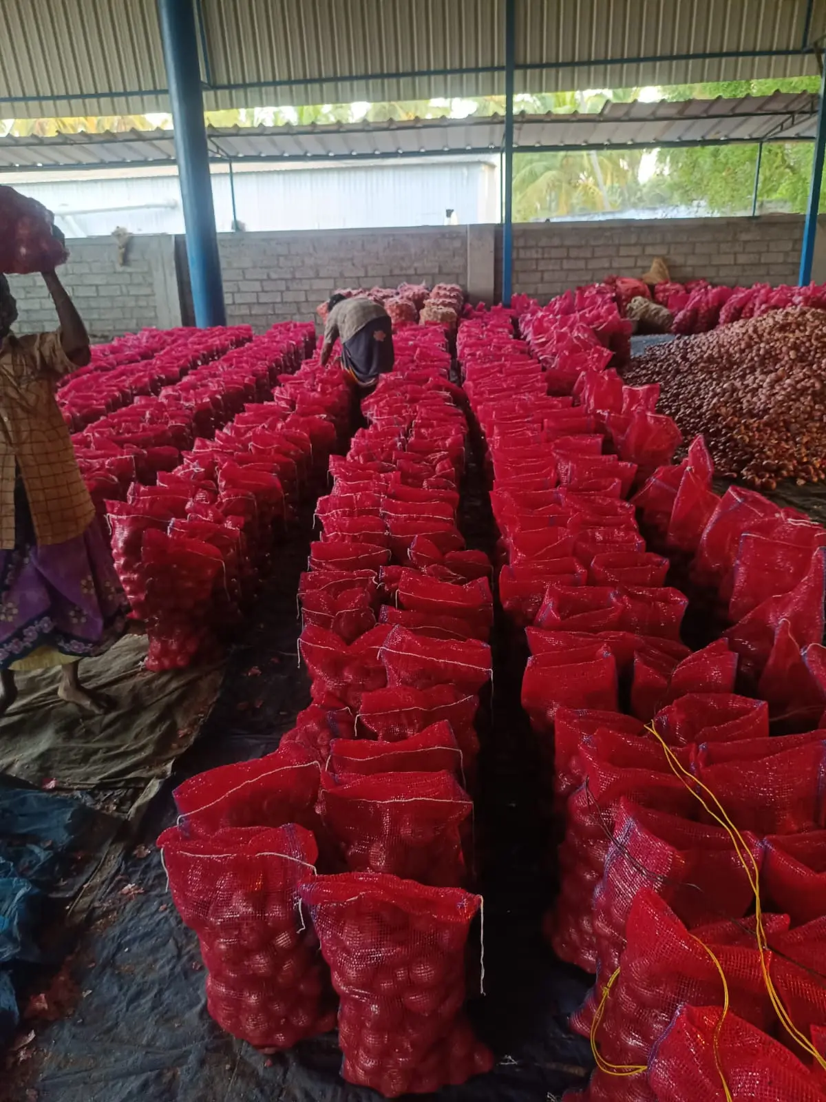 Small onion mesh bags and handling activities inside the supplied packing facility