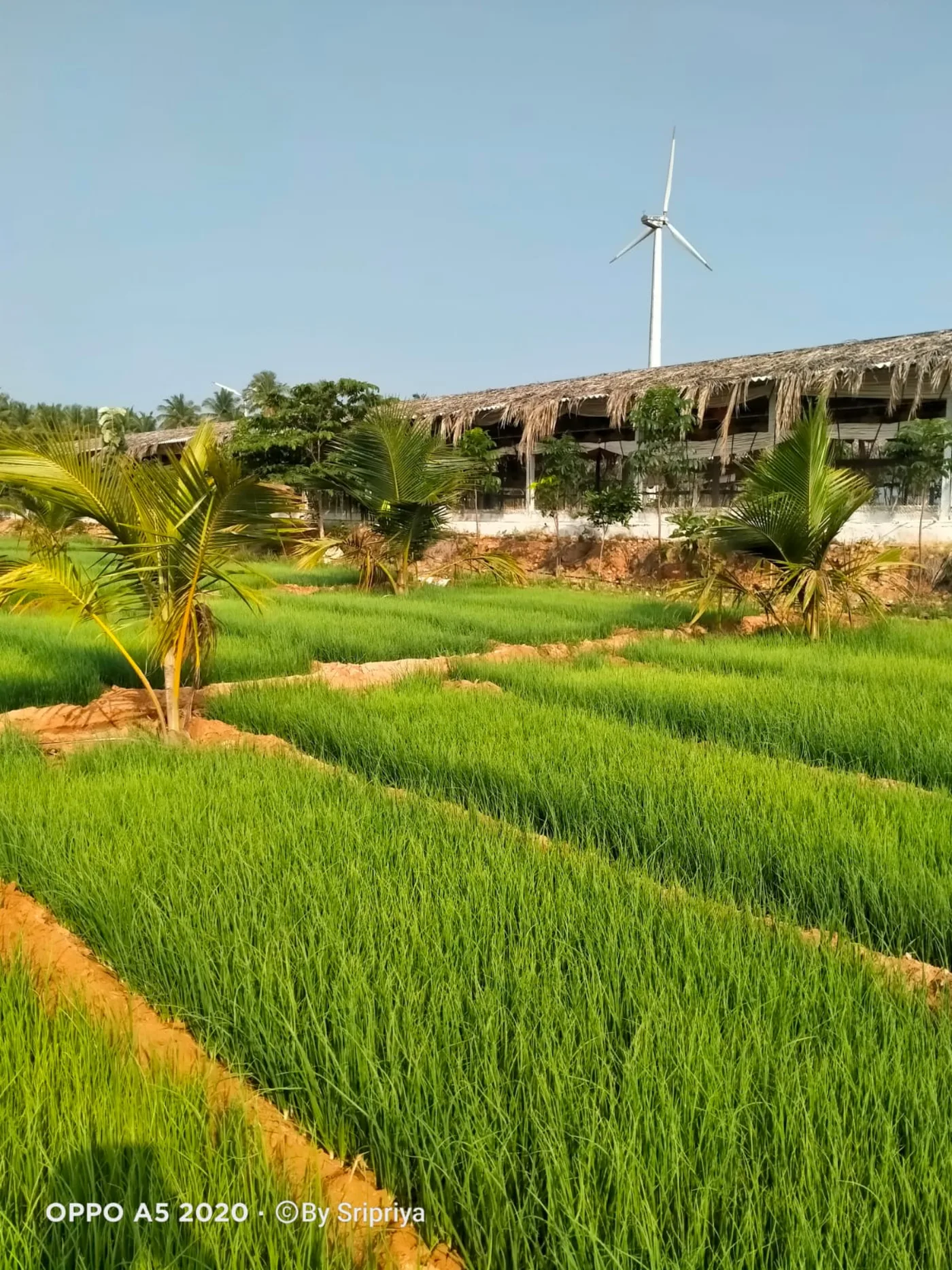 Cultivated small onion fields and coconut palms in Tamil Nadu