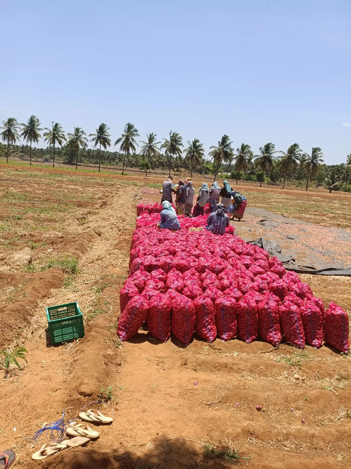 Filled mesh bags of small onions arranged outdoors ready for loading