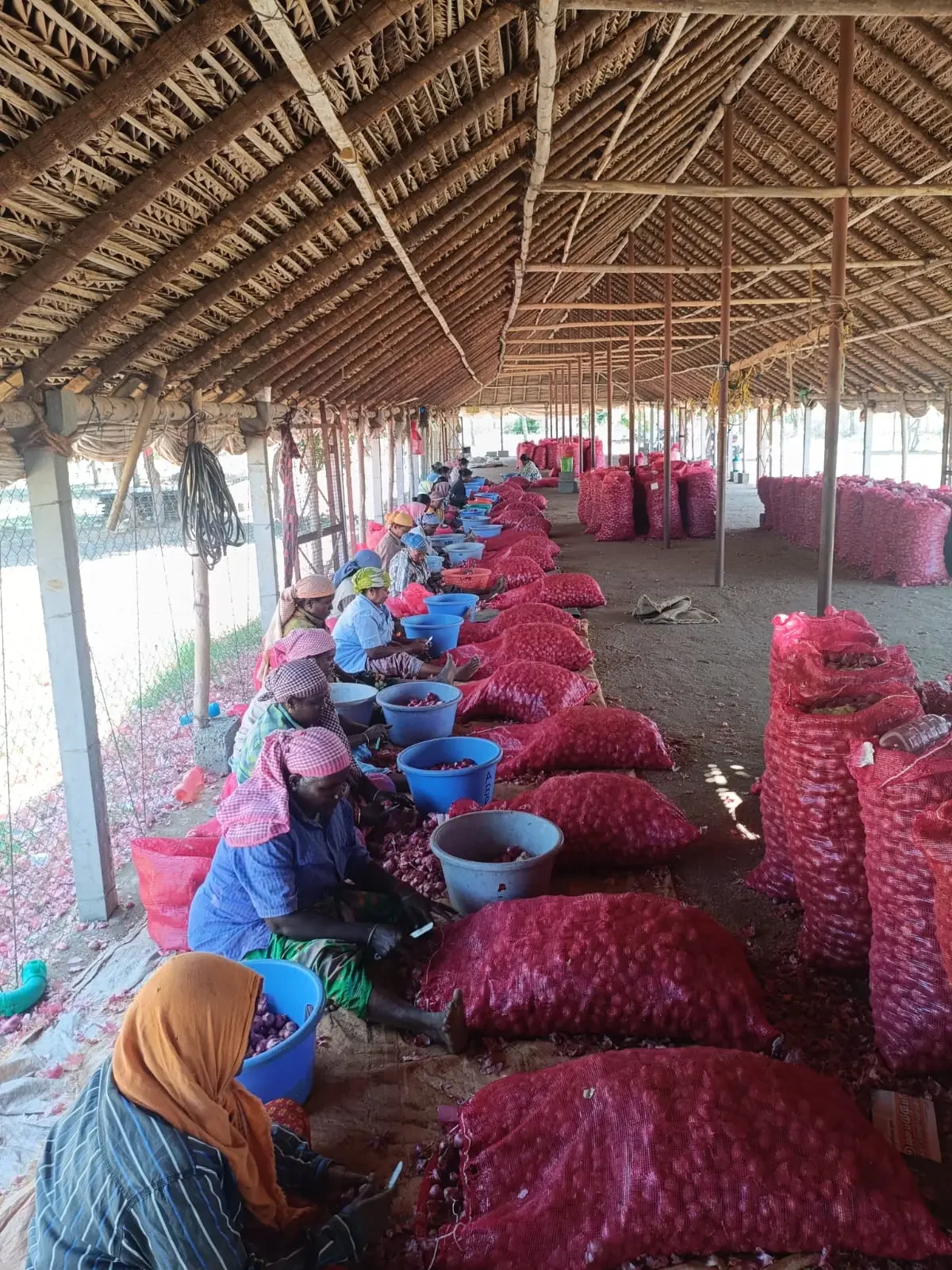 Workers sorting small onions into blue tubs and red mesh bags in a covered work area