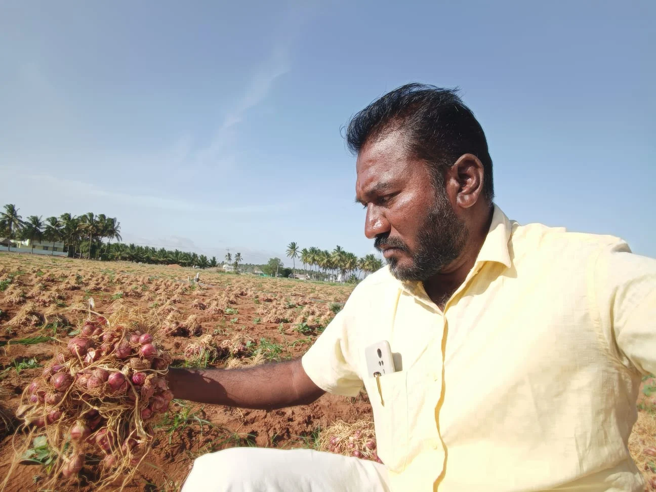 Produce being examined in a harvested small onion field in Tamil Nadu