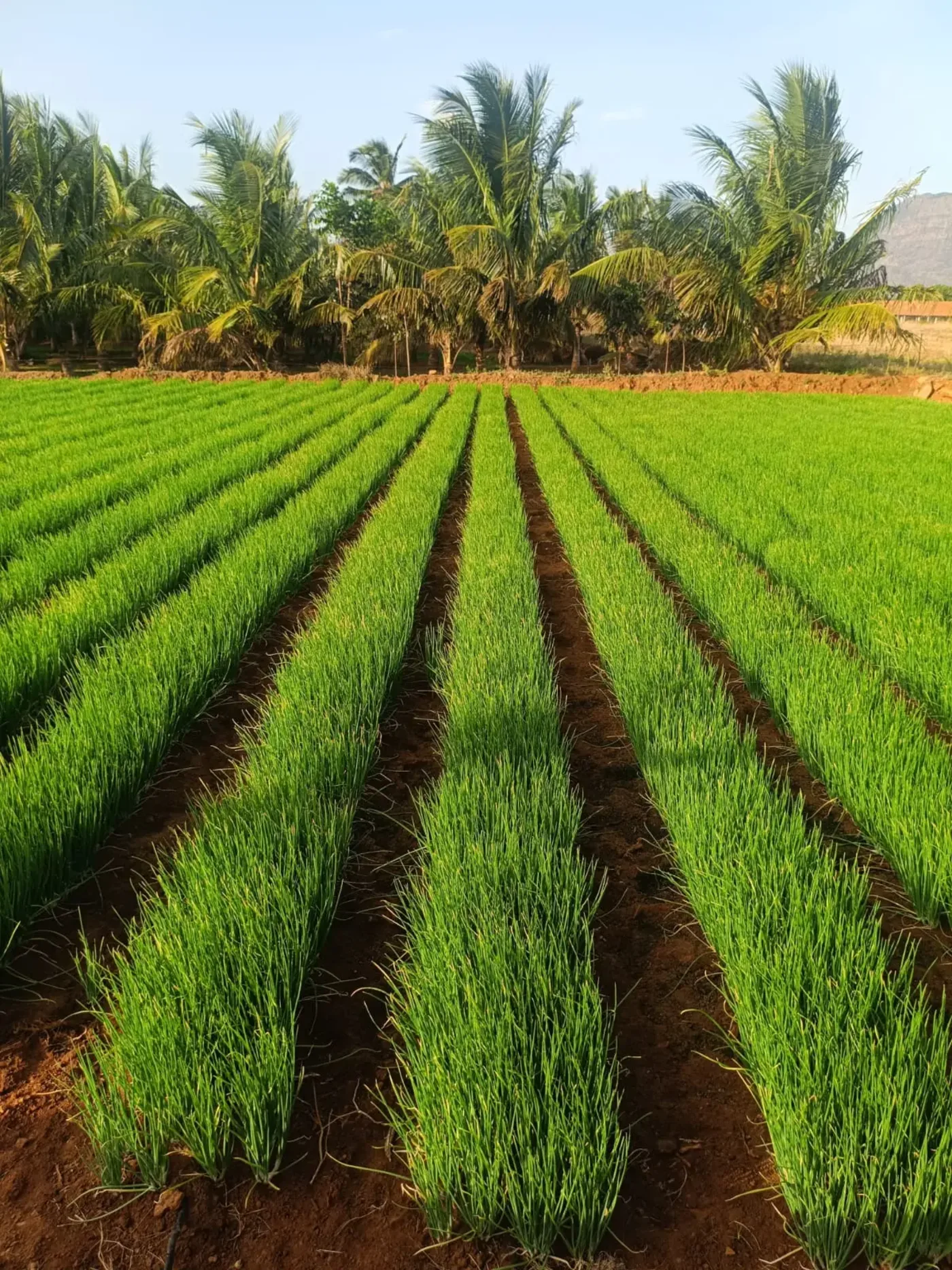 Green small onion crop rows in Tamil Nadu