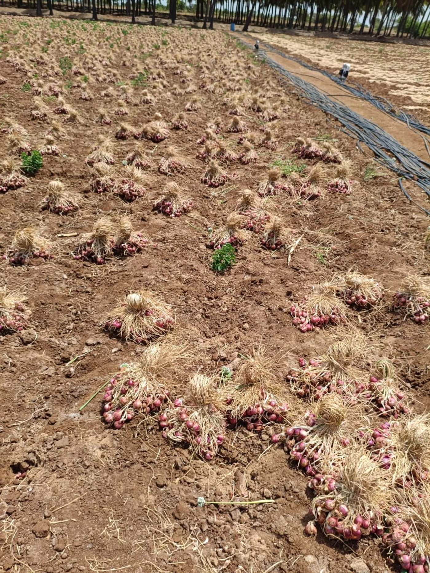 Harvested shallot bunches laid out in the field