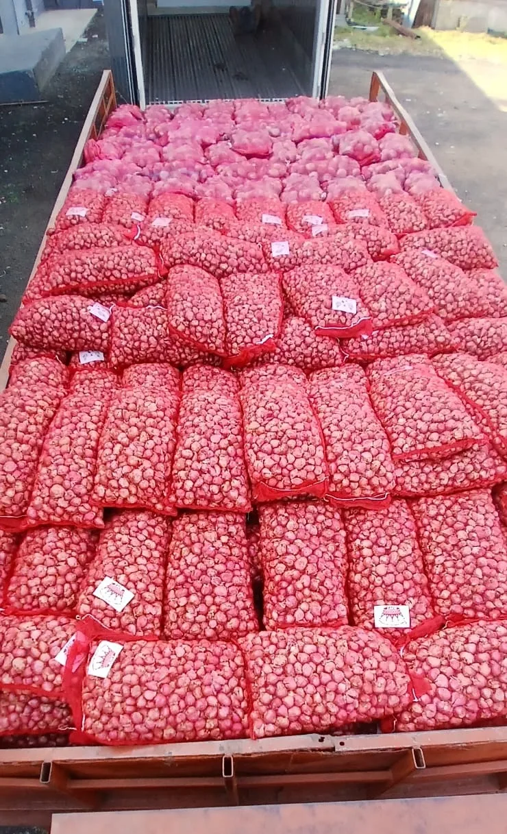 Labelled red mesh bags of small onions loaded on a truck for dispatch